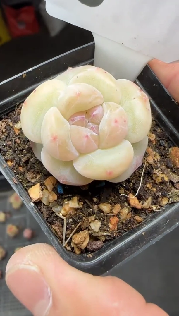 【闪购商品】一物一拍0223—3