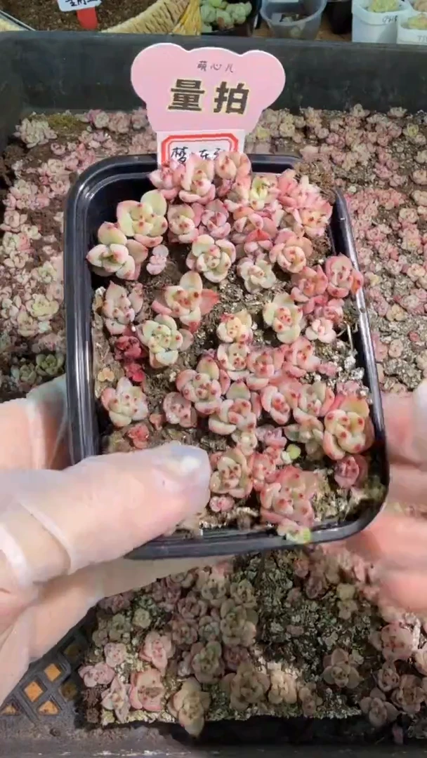 东云切糕1盒 量拍混发