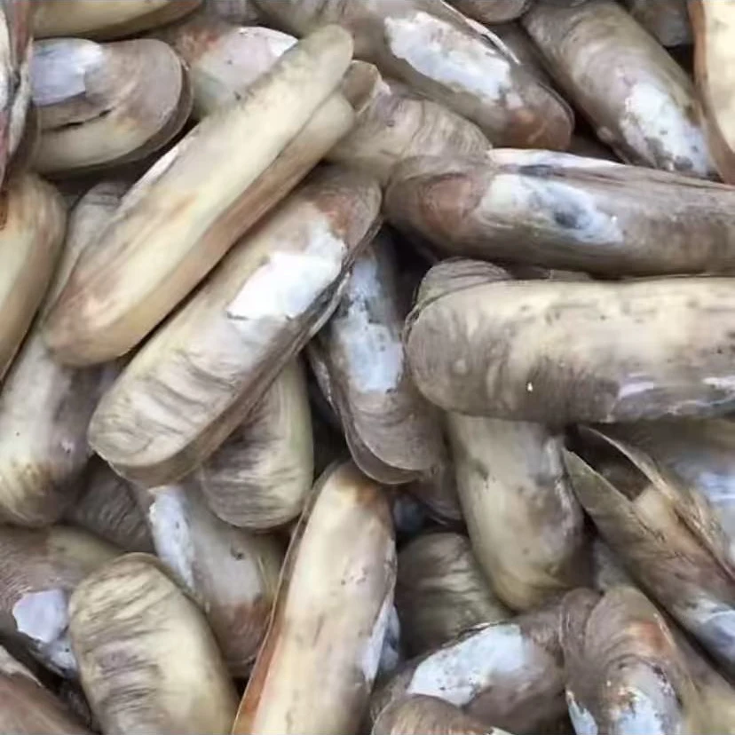 带泥沙蛏子。无泡水。鲜味更突出。口感鲜甜。