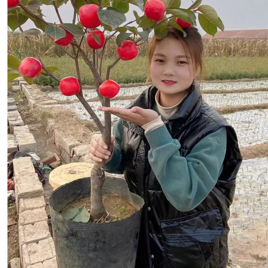 果树苗木  柿子树《直播间一物一拍》