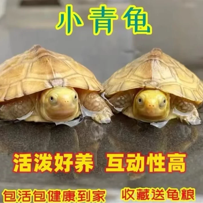 人工养殖宠物龟直播一物一拍