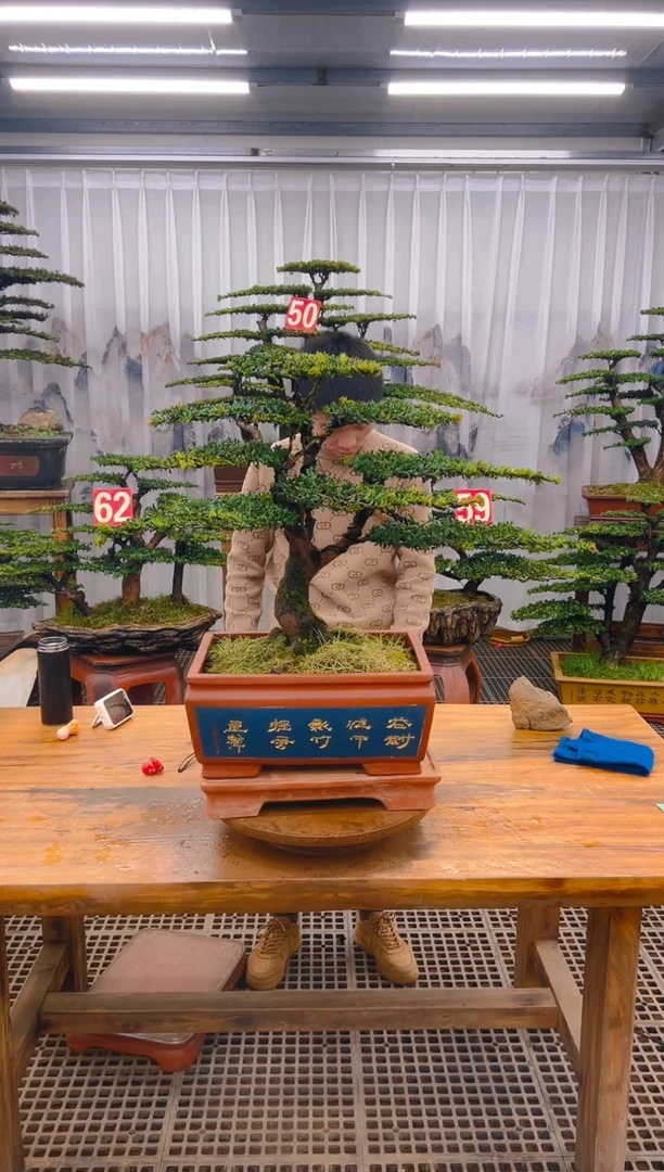 【闪购商品】紫砂精品盆景直播间一物一拍