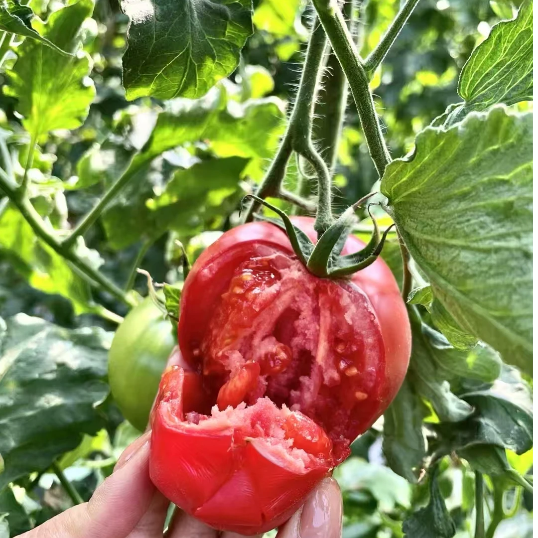 攀枝花沙瓤草莓芯西红柿水果番茄应季现摘