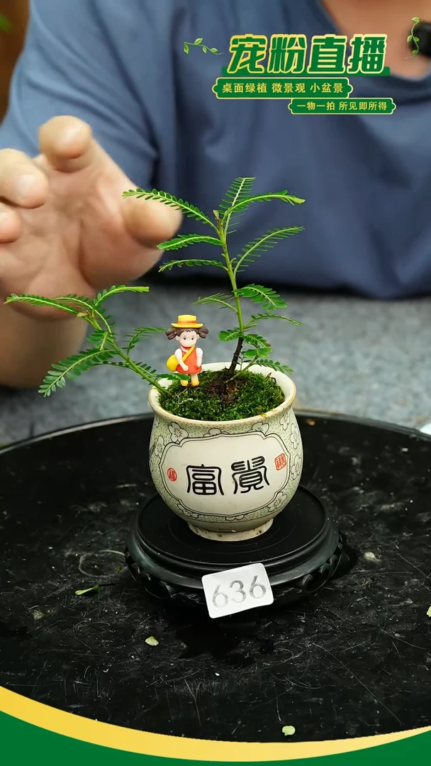 无花朵苔藓微景观636号