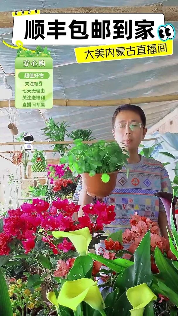 完全开放水培铜钱草