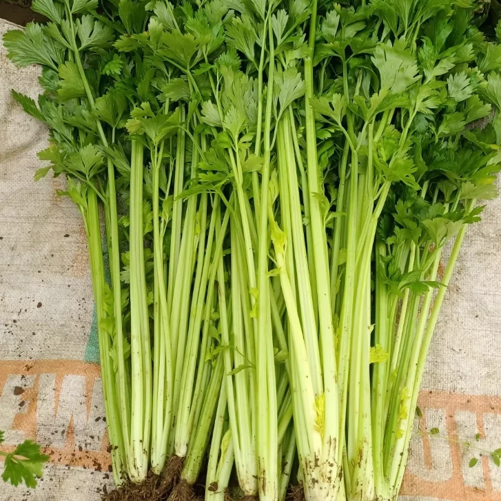 河南西芹新鲜现挖现发农家自种大棚芹菜生吃榨汁清香脆嫩产地直发