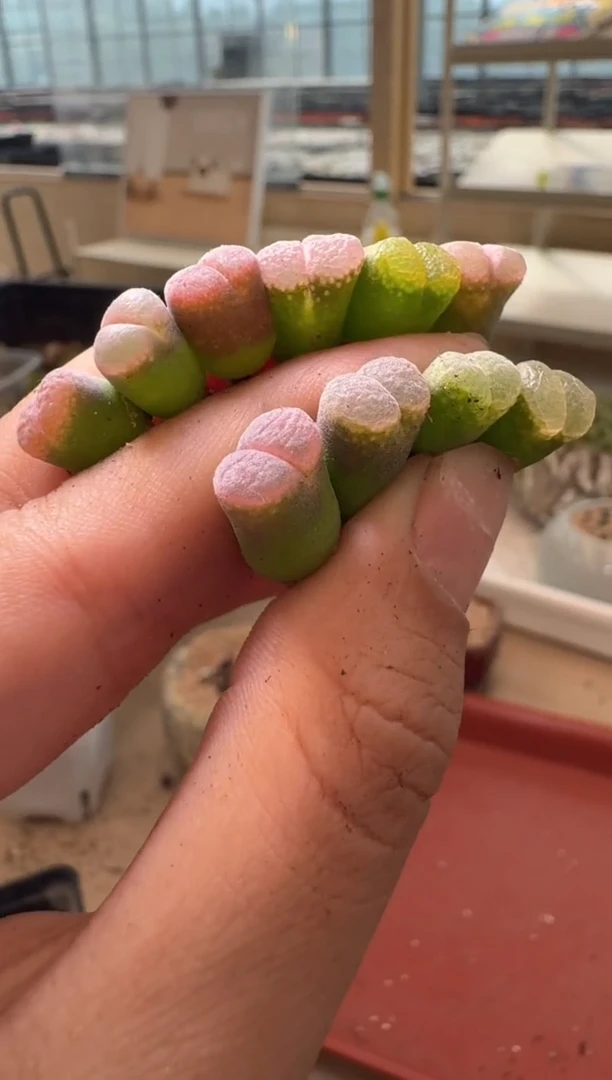 13-268多肉植物肉锥