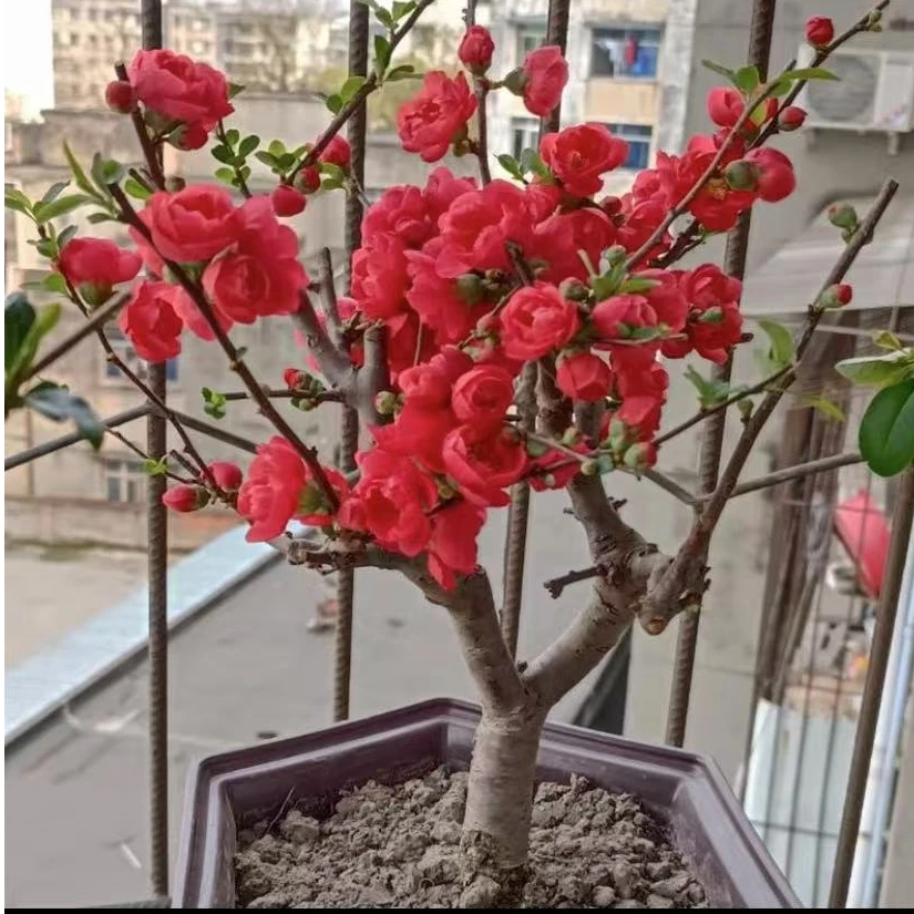 玫瑰海棠（8年老桩苗）耐寒耐热 好养易活