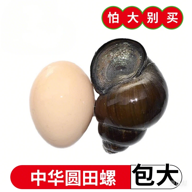 湖北洪湖大田螺鲜活田螺塞肉田螺鸭脚煲正宗中华圆田螺现摸特产