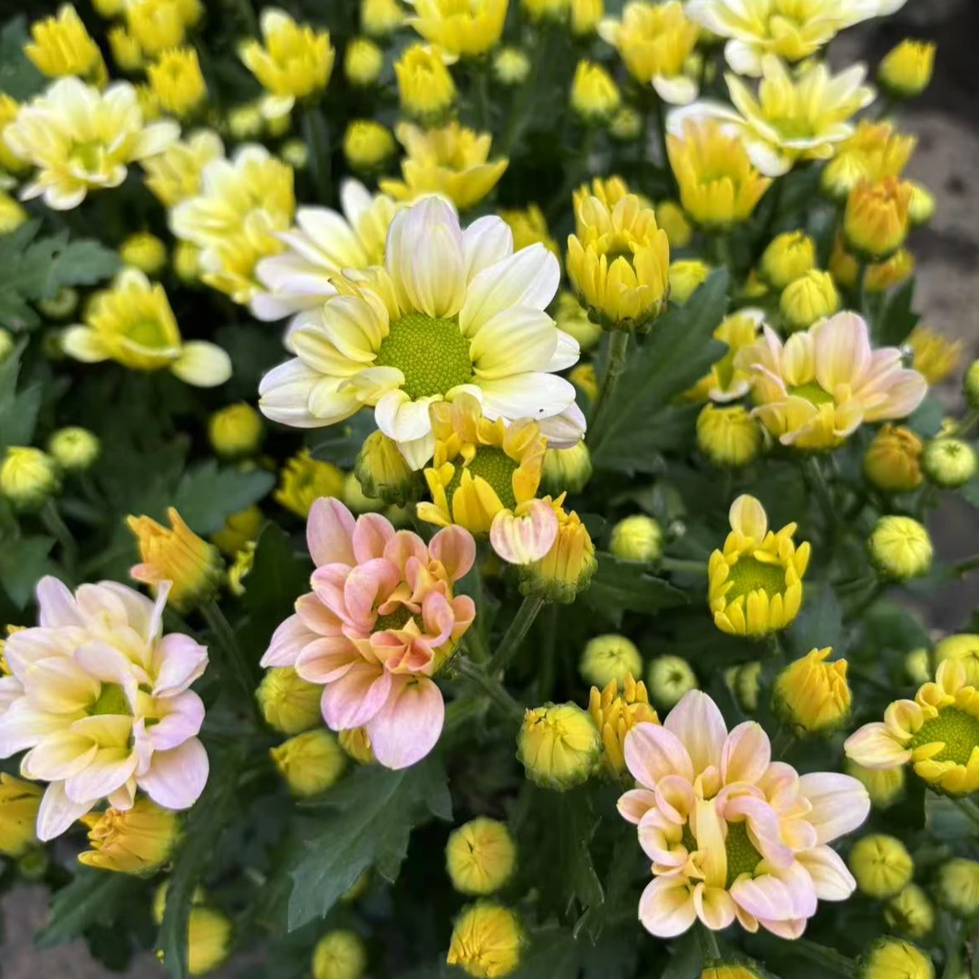 微风公主（奶油粉） 荷兰菊易复花 阳台庭院耐热耐寒花期长花量大