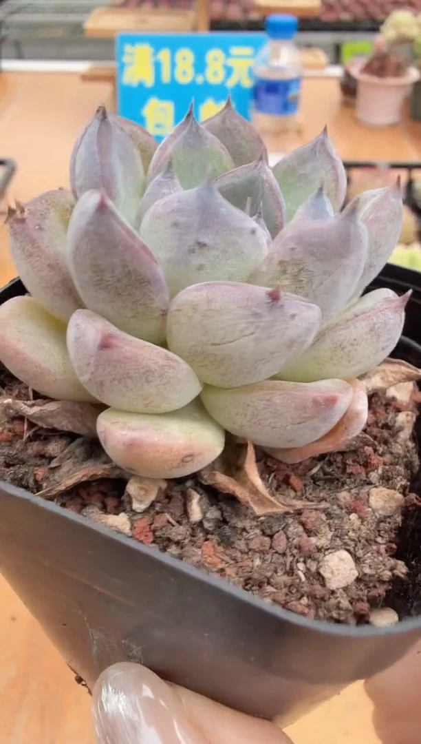 东云多肉园二店-222