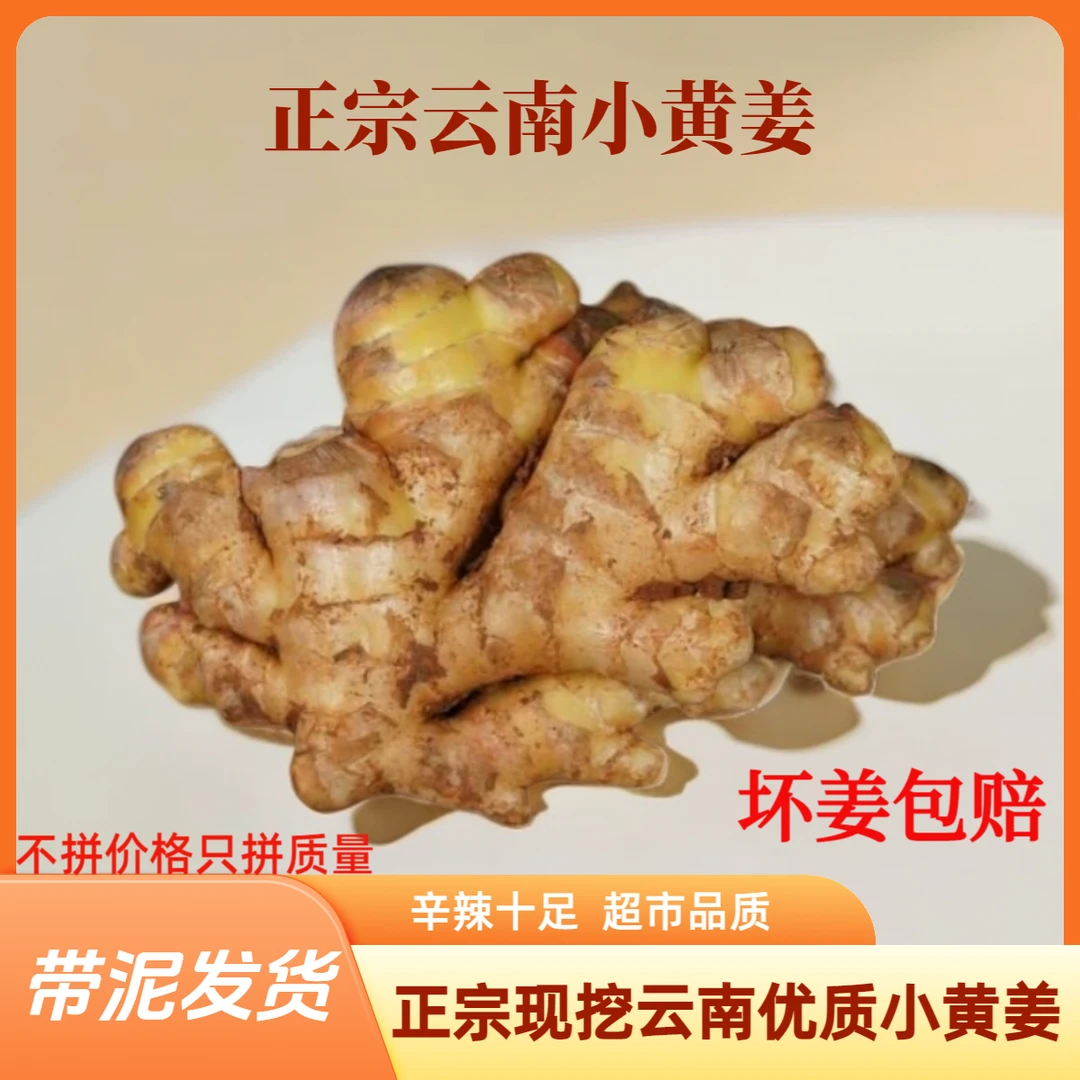 正宗云南小黄姜高山现挖新鲜生态小黄姜农家自种正宗云南老黄姜