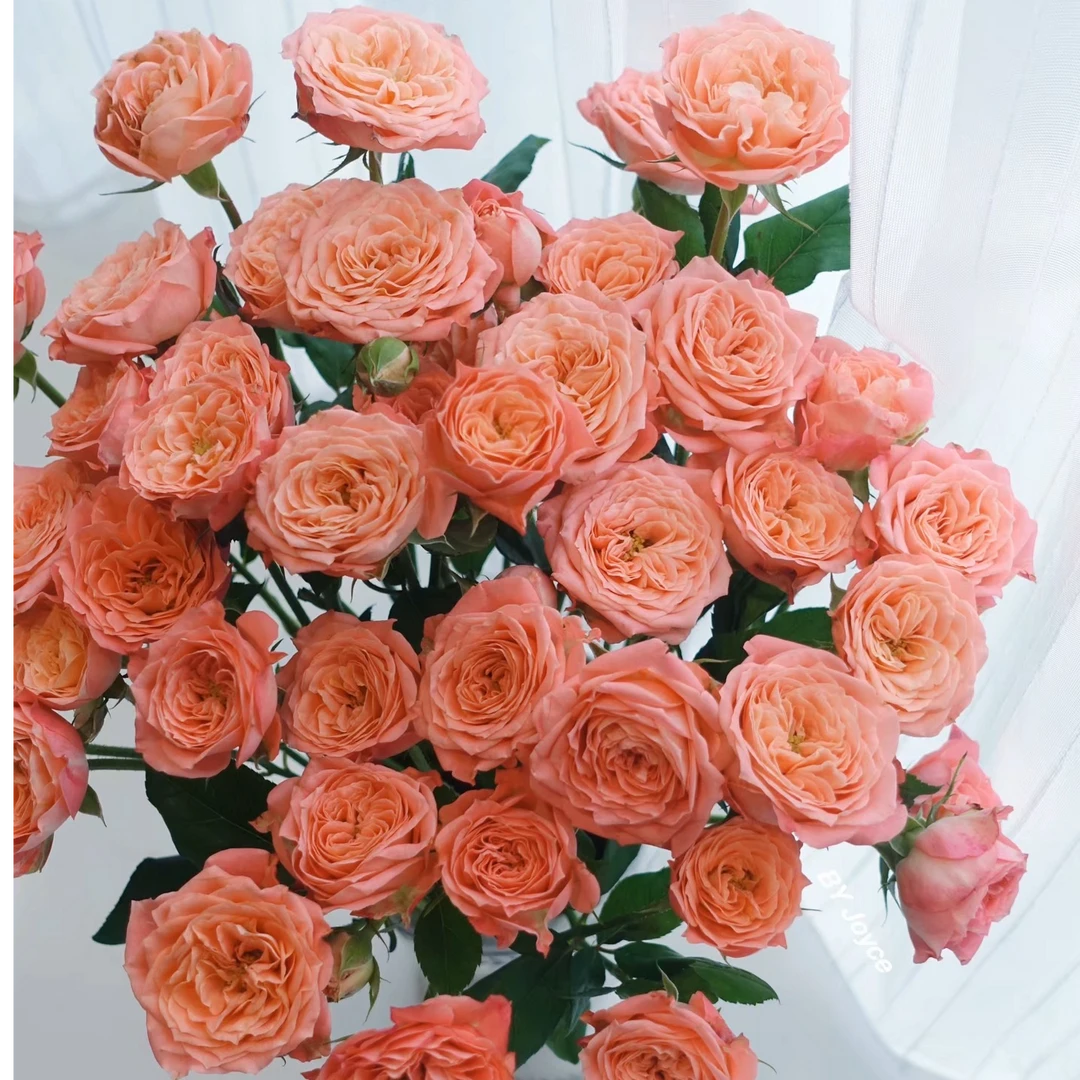 【炫舞】云南斗南基地现采现发品质好炫舞多头玫瑰10支