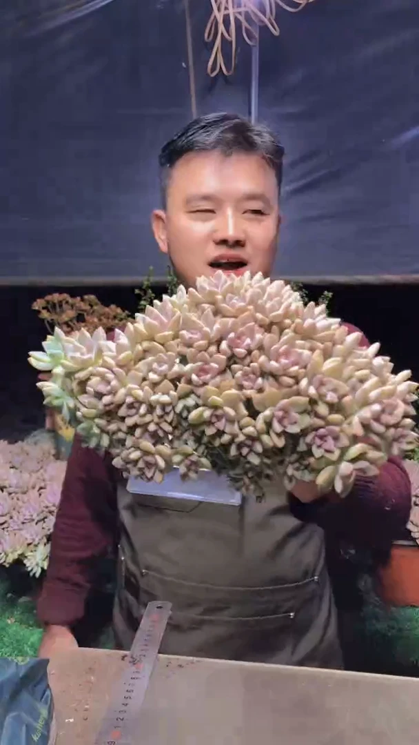 205淡雪缀化一物一拍
