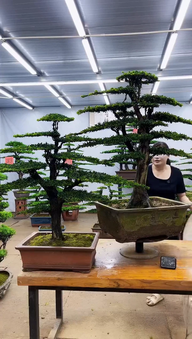 无花朵一物一拍，所见即所得