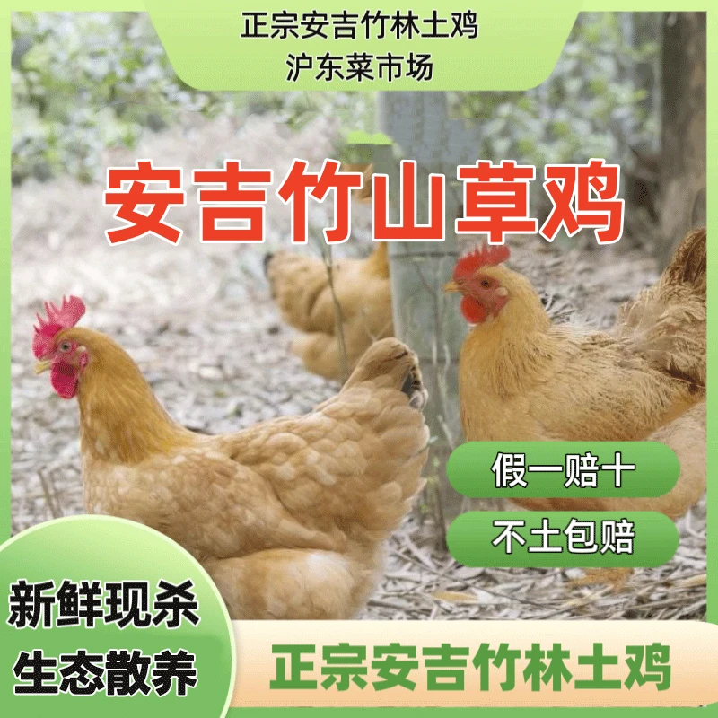 【正宗】安吉竹林土鸡老母鸡 散养土鸡 生态散养草母鸡汤色浓郁鲜香