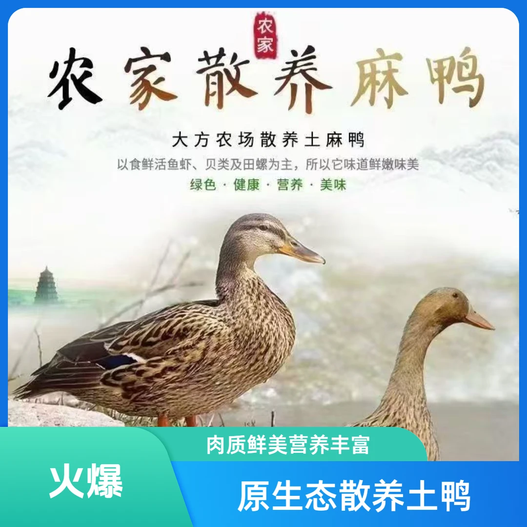 【顺丰包邮】（精选3只）自然生长土麻鸭五谷喂养新鲜宰杀无掌翅