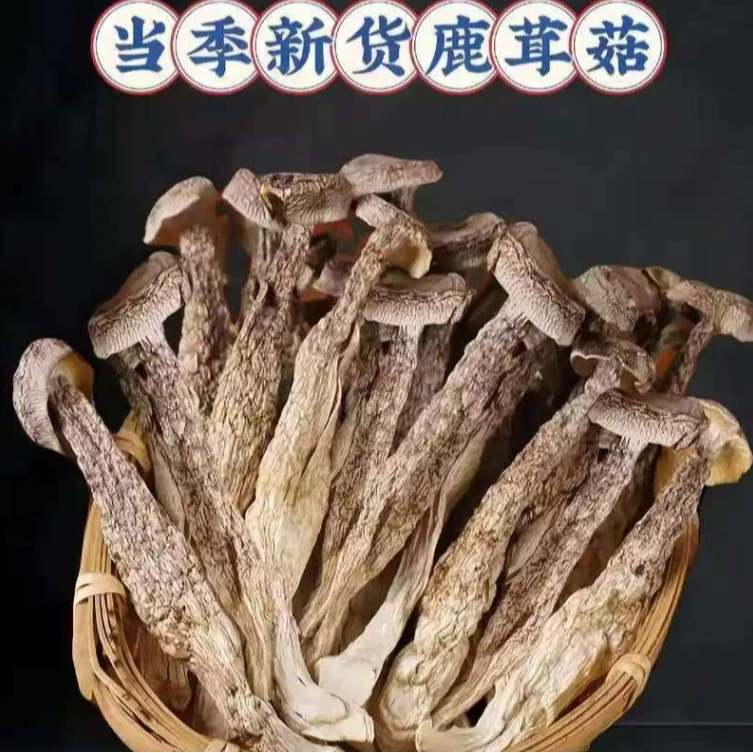 【祥哥专属】精选鹿茸菇干货 菌中珍品 鲜香脆嫩 营养美味