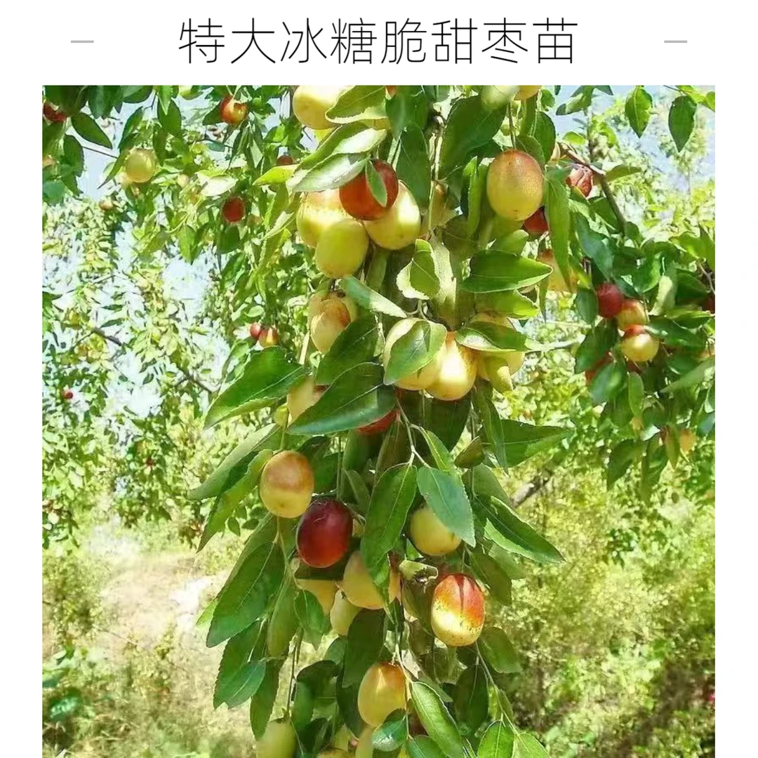 特大冰糖脆甜枣蟠枣冬枣果树苗耐寒盆栽地栽阳台小院南北方种植