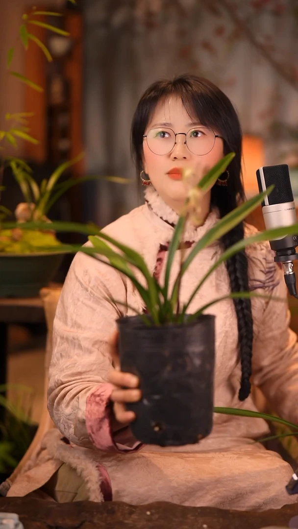 全部花苞@***默【魔荷 】3苗发货