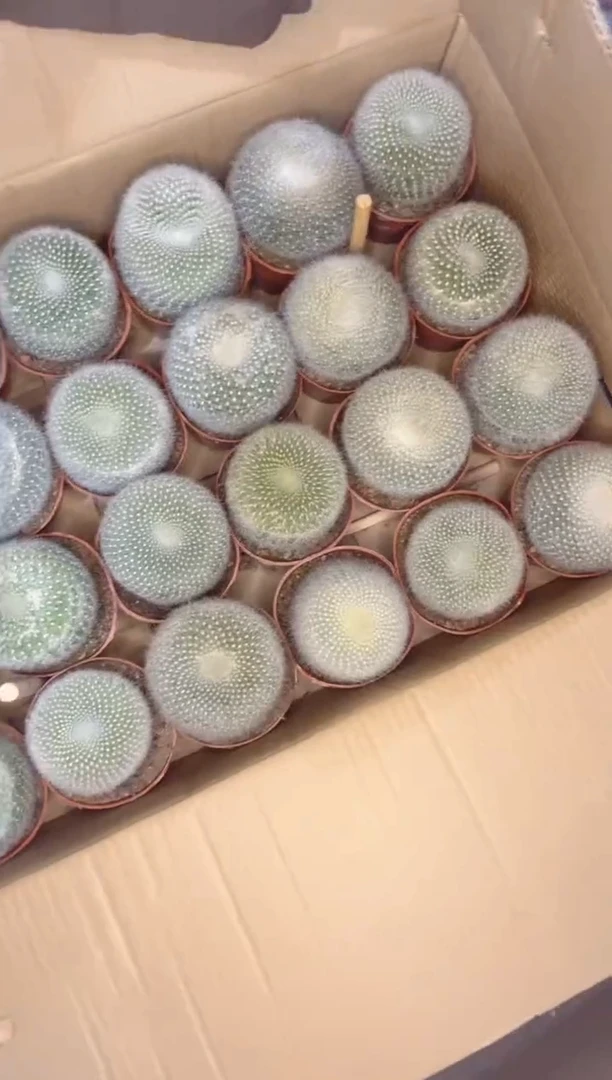 【闪购商品】大单头 白雪光