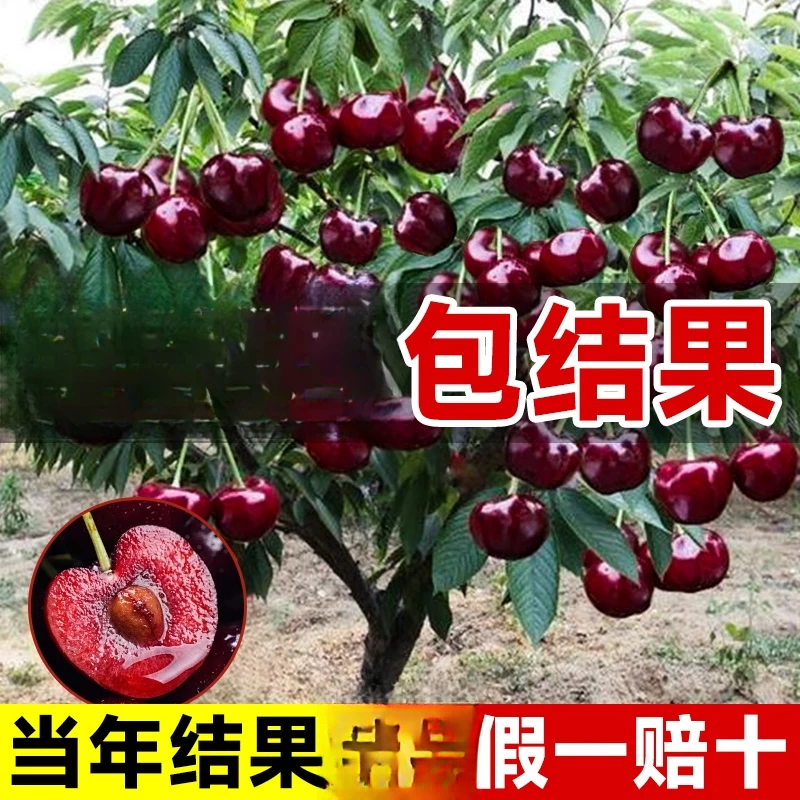 车厘子树苗大樱桃树苗盆栽矮化南方北方种植樱桃树苗地栽樱桃树