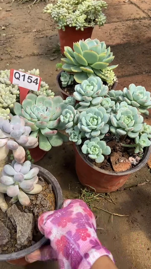 Q154多肉组合默认脱土发货