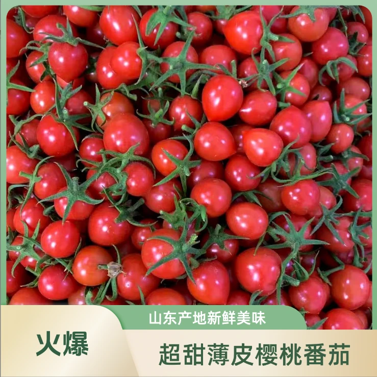 山东樱桃88新鲜小番茄 中果3斤  【顺丰包邮】绿色蔬菜