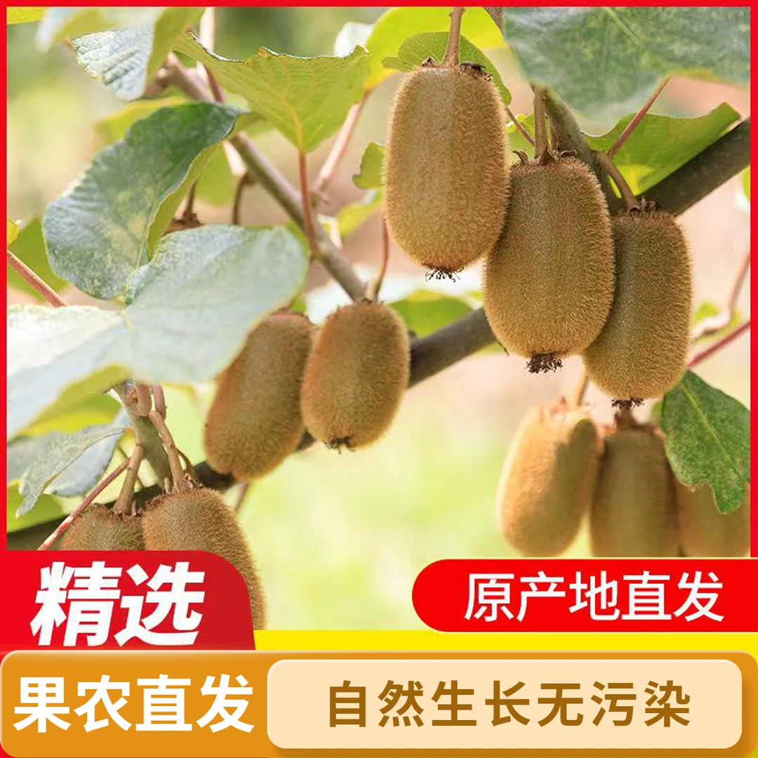 【大果】贵州修文贵长猕猴桃当季水果贵州特产现摘现卖果农直发