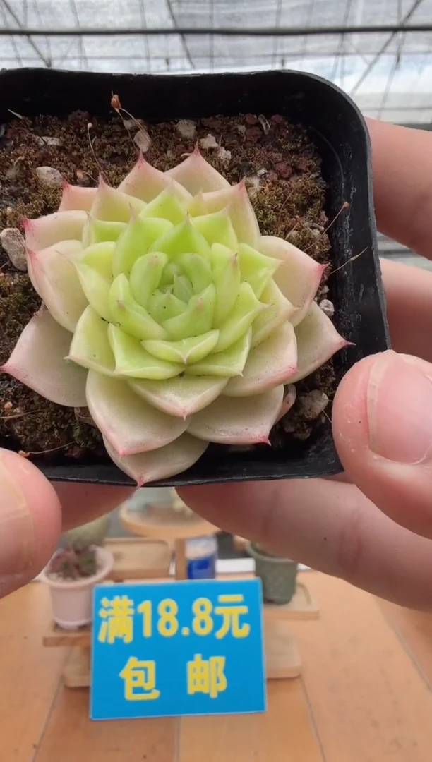 东云多肉园二店-111