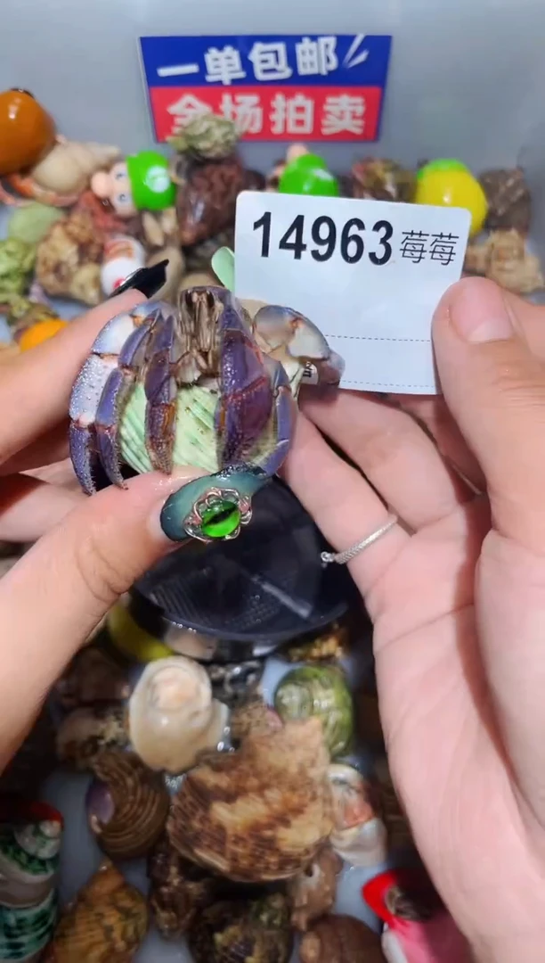 寄居蟹陌派甄选寄居蟹14963