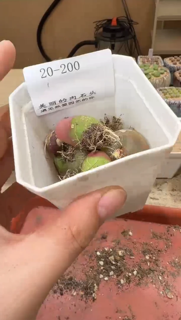 20-200多肉植物肉锥