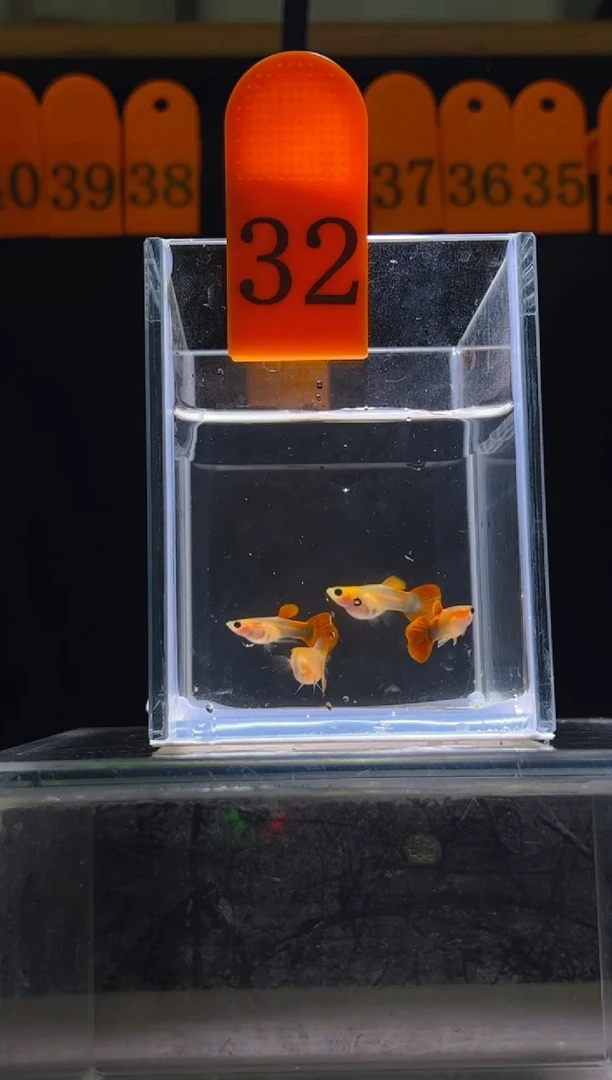 孔雀鱼红礼服玻璃体编号32号