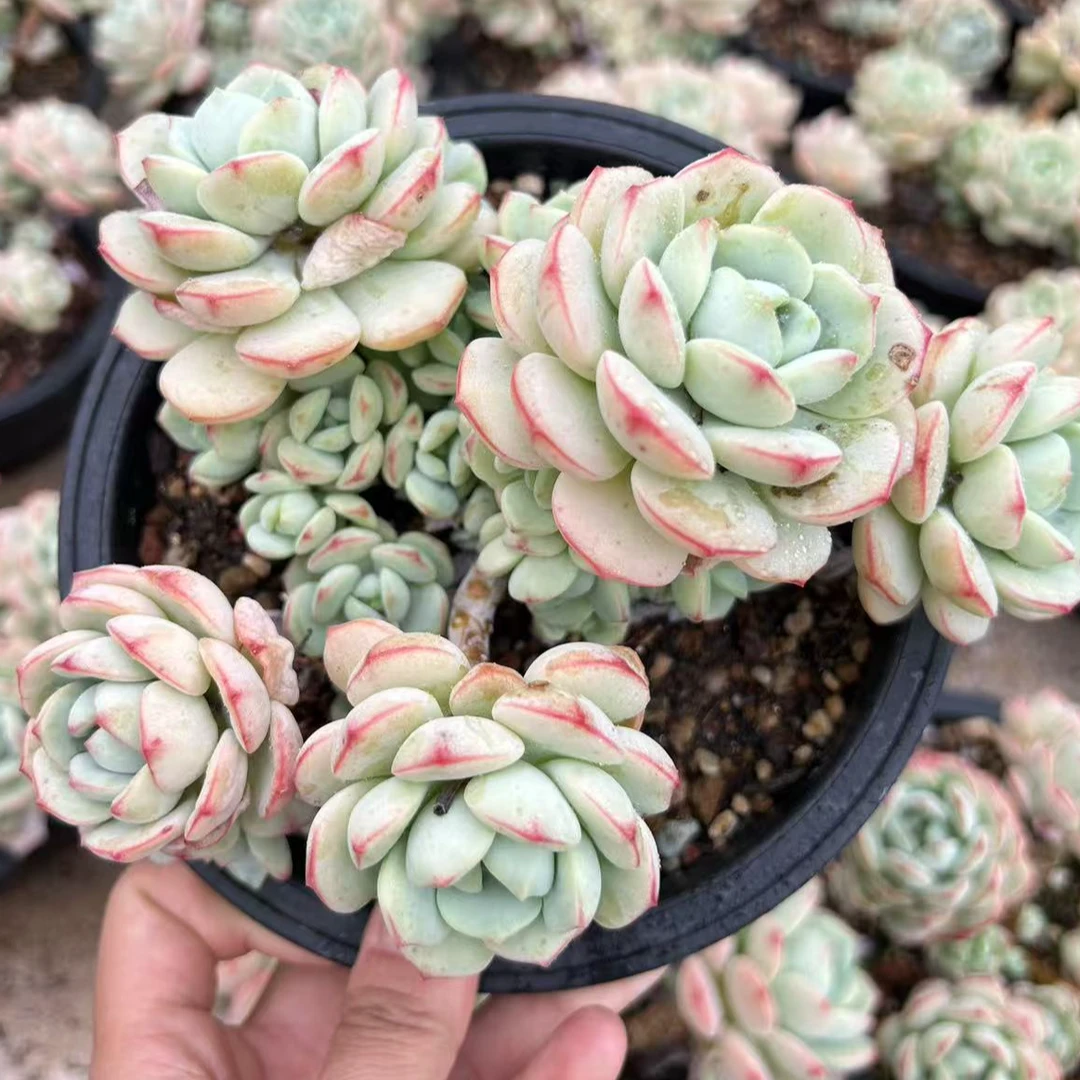 香草  精控老桩整桩无砍群生果冻色带血斑15-17cm左右  多肉植物
