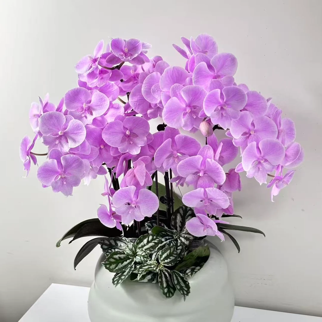 【禹城王子】精品蝴蝶兰花室内阳台办公室高端花卉绿植盆栽年宵花