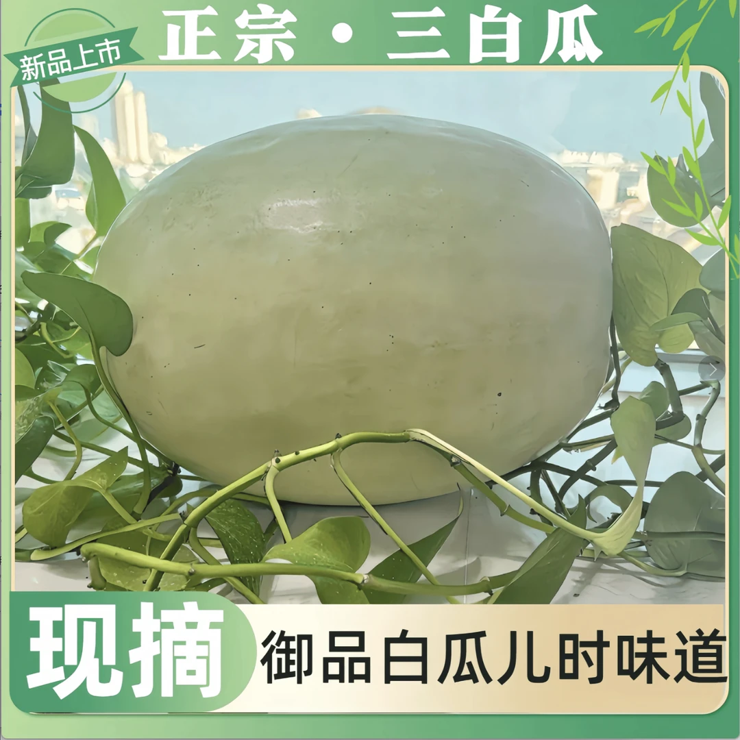 山西特产【正宗三白西瓜】三高人群可吃 夏日解暑神器-化汤安全食用