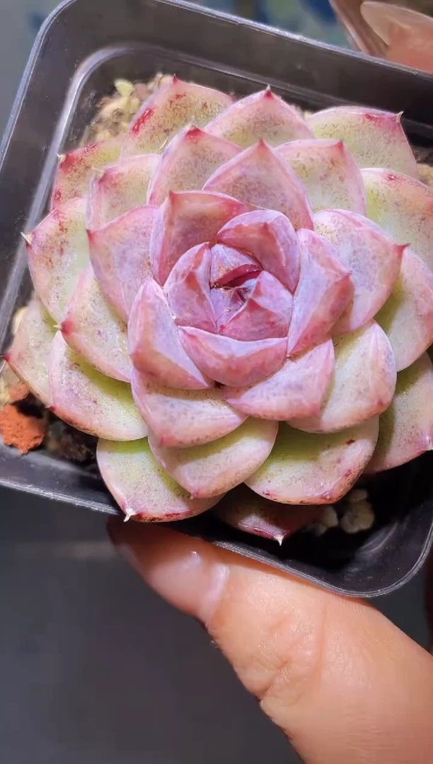 【闪购商品】至尊宝量拍一颗