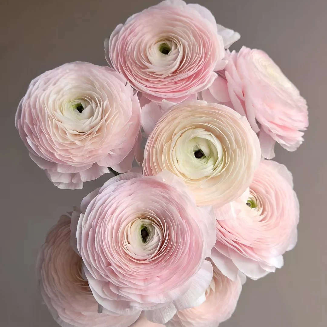 【河内洋牡丹樱花粉】2单以内默认中通只出一单运费，满3单升级顺丰