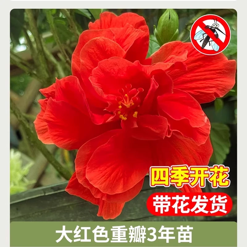 扶桑花带花苞朱瑾树苗盆栽四季开花重瓣耐寒庭院花卉