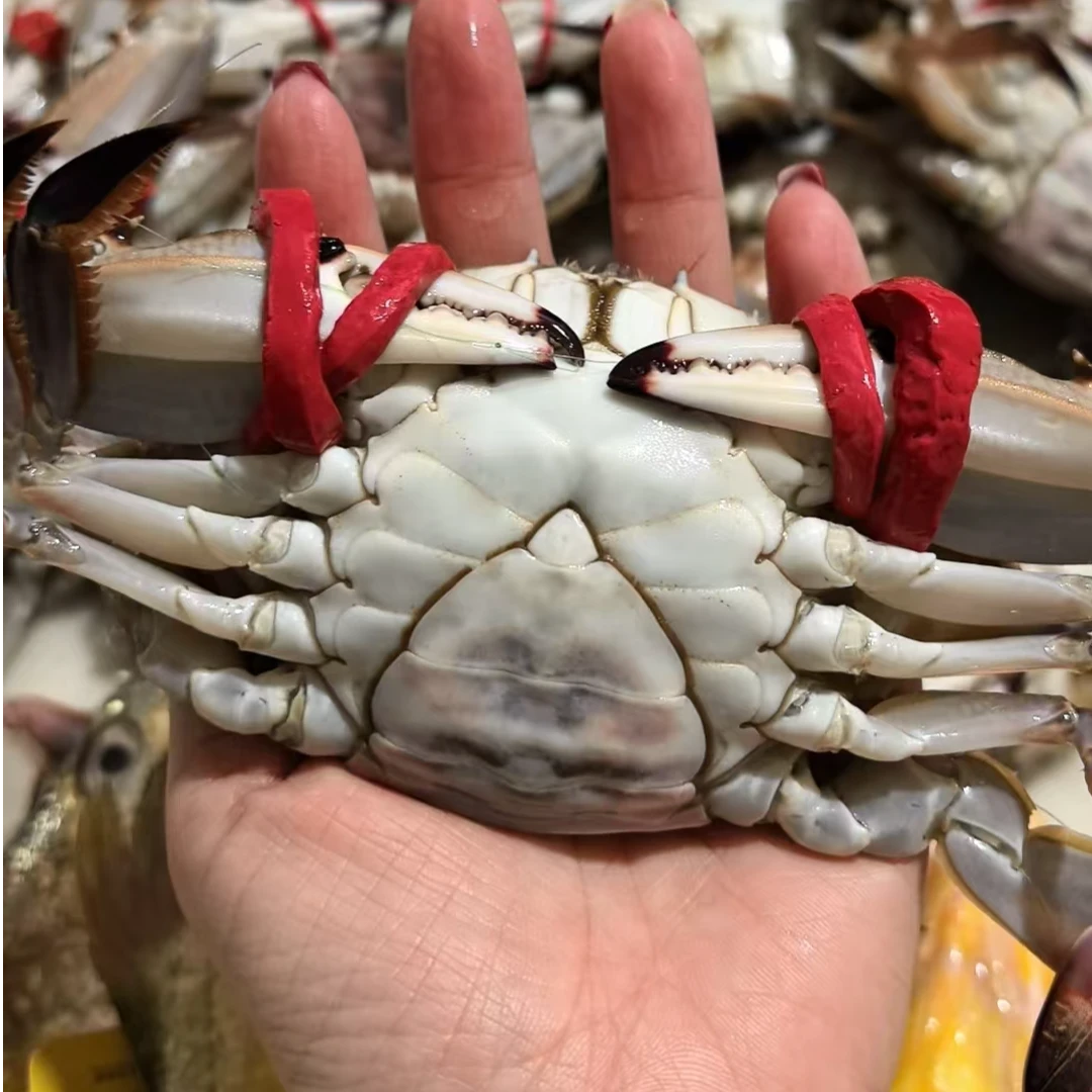 【保鲜不保活】足黄母蟹  一斤2个左右 单只4-5两