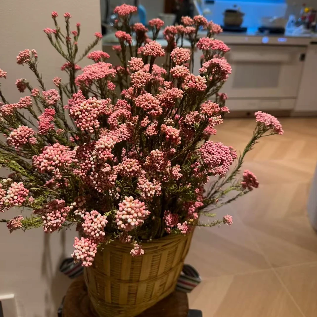 【壹束干花】 永生 小米花