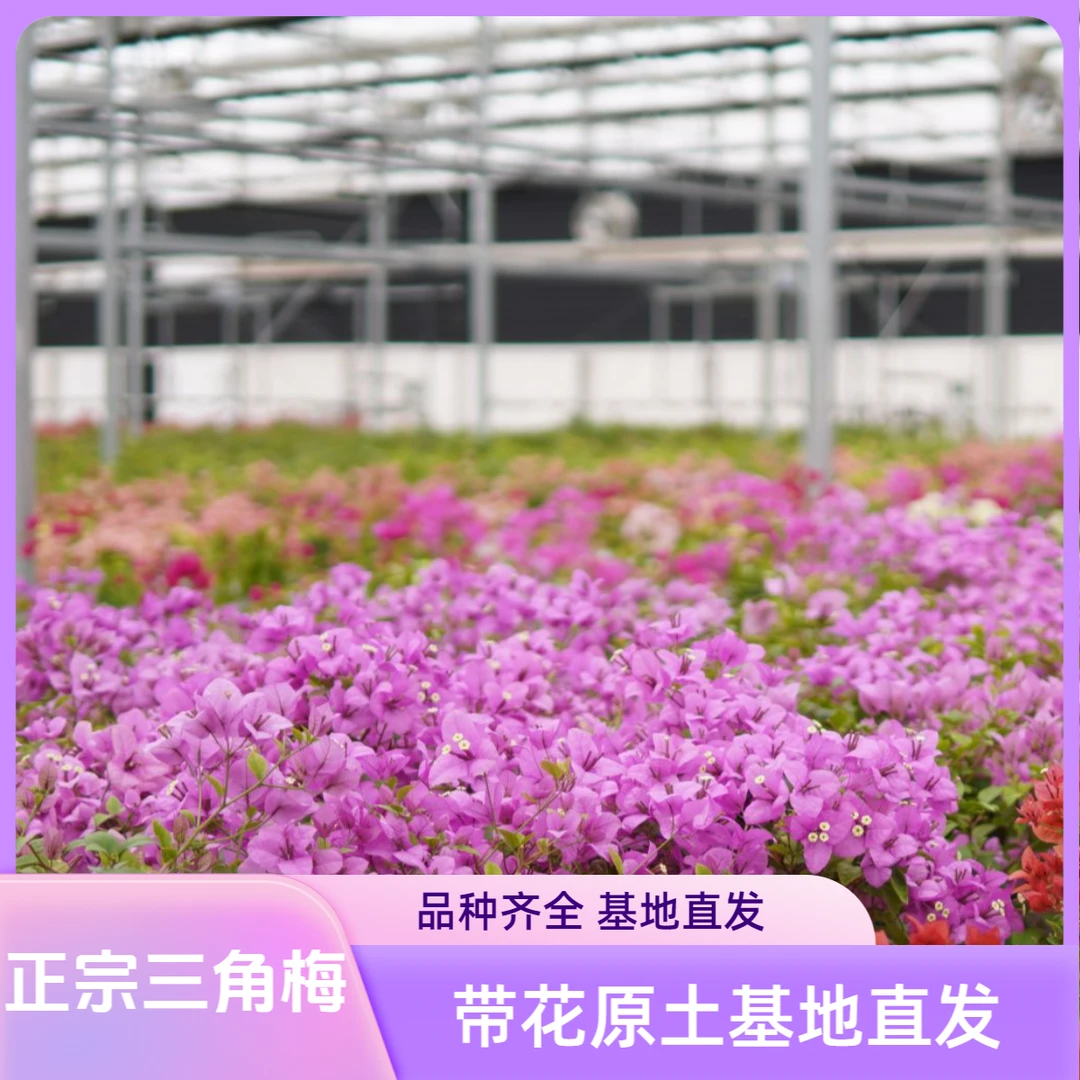 维拉粉三角梅绿植大苗重瓣四季开花耐寒阳台净化空气花卉