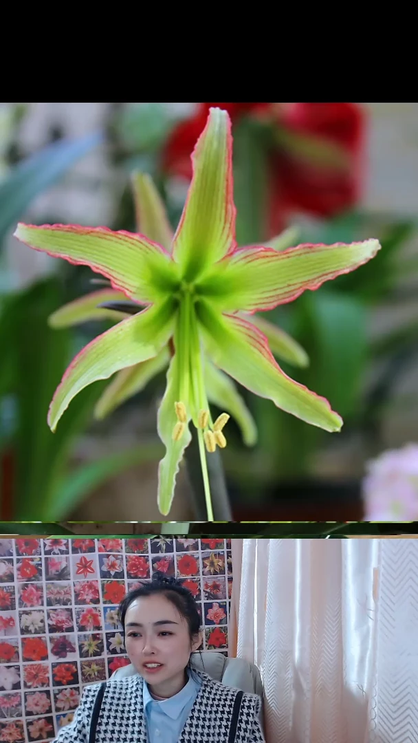 朱顶红翠鸟4厘米