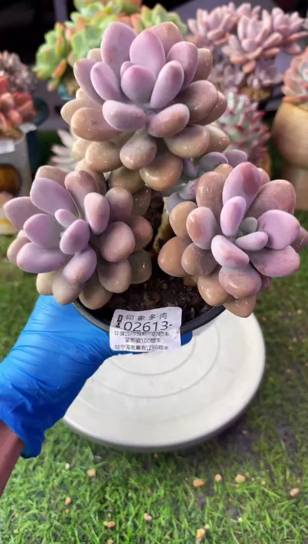昆明印象多肉02613