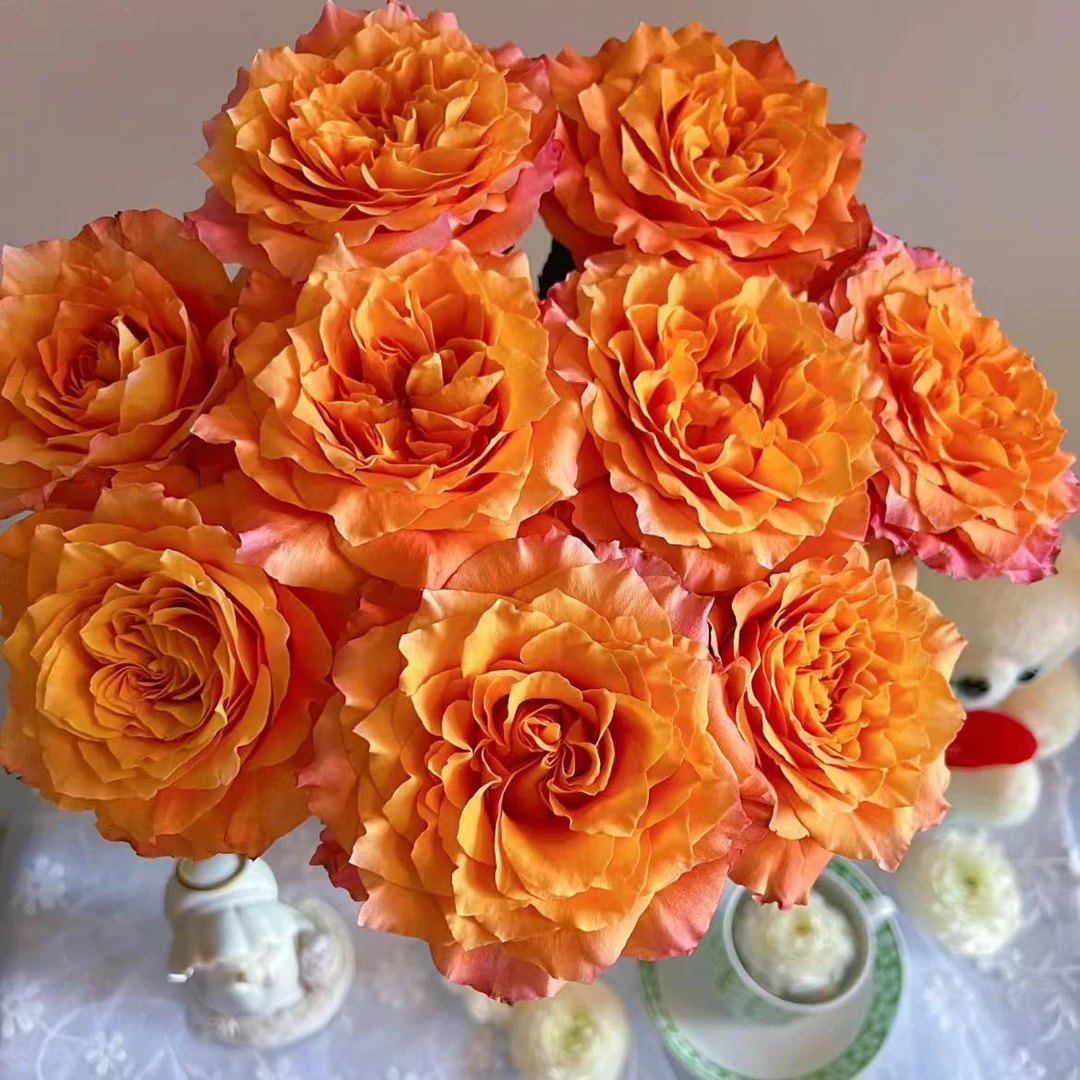 【一品花集】【火灵鸟】单头玫瑰 云南昆明基地直发家用鲜花