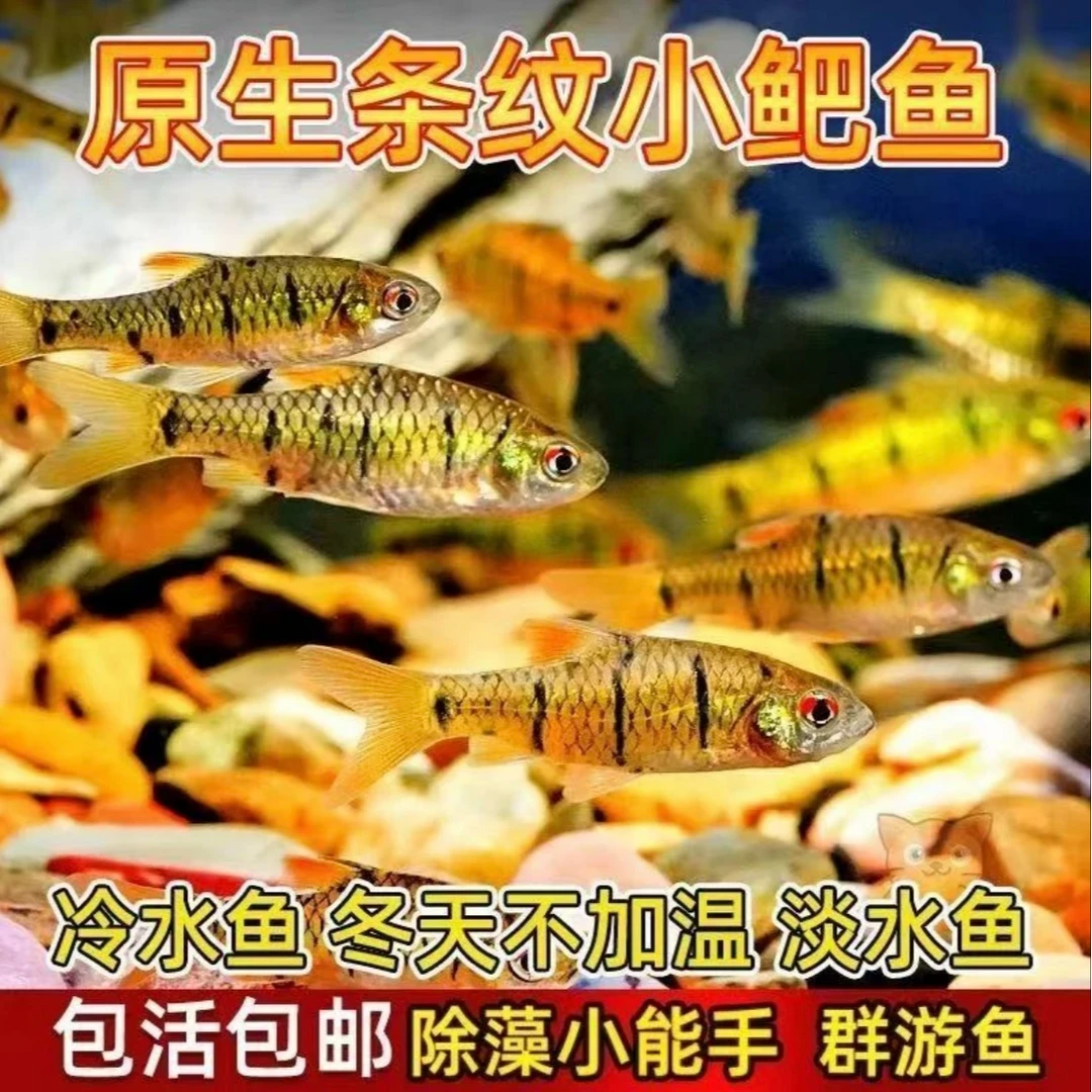 冷水鱼原生鱼小鲃鱼活鱼条纹淡水清洁除藻耐寒苗不加温观赏鱼野生