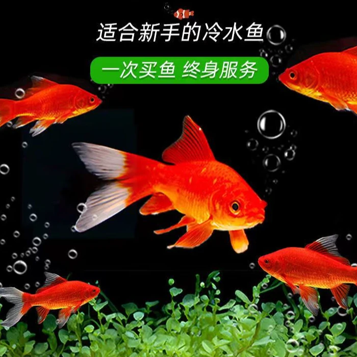 草金鱼新手练手鱼好养的冷水鱼