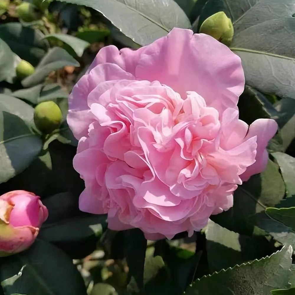 带花苞香妃山茶花树苗盆栽室内阳台庭院耐寒四季常青浓香型花卉