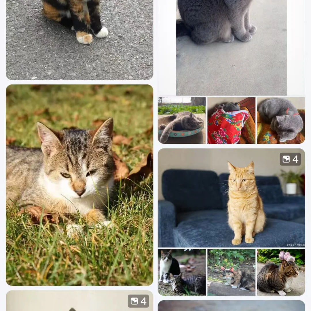 土猫等多种宠物幼犬有售后