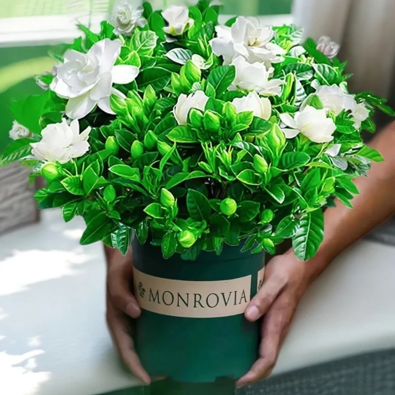 栀子花盆栽大盆栀子花盆栽带花苞浓香四季开花花卉室内净化空气办